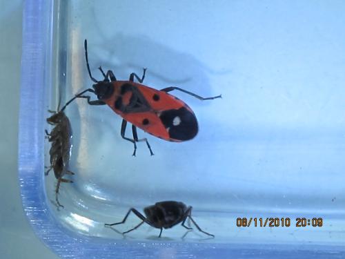 Melanocoryphus albomaculatus