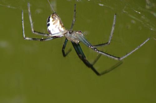 Réf. 70 849 : Neriene emphana