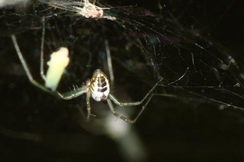 Réf. 70 850 : Neriene emphana