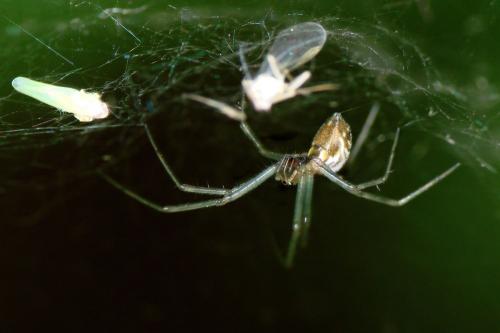 Réf. 70 898 : Neriene emphana
