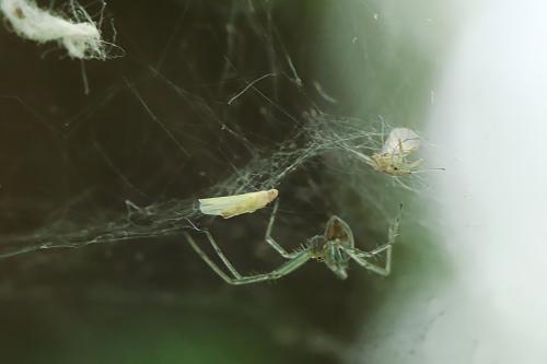 Neriene emphana