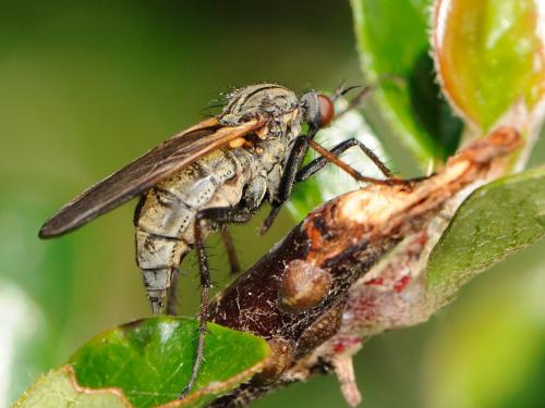 Empis tessellata