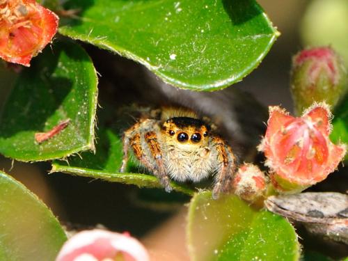 Carrhotus xanthogramma