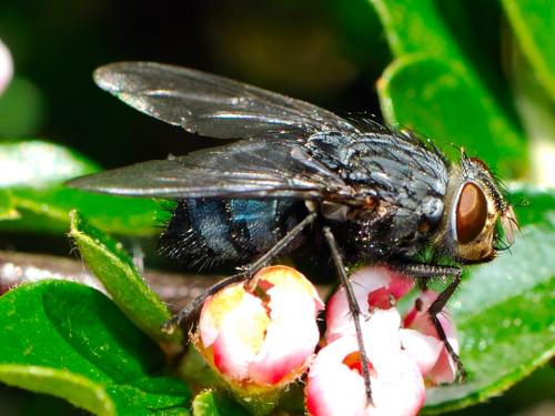 Réf. 70 747 : Calliphora vicina