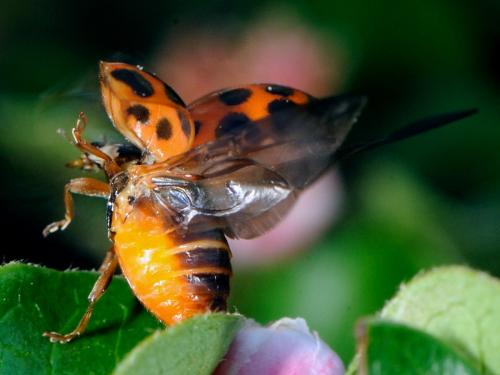Harmonia axyridis