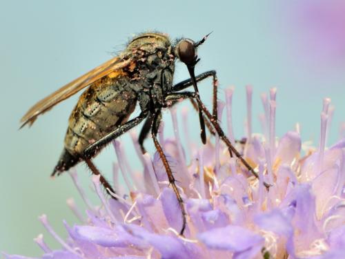 Empis tessellata