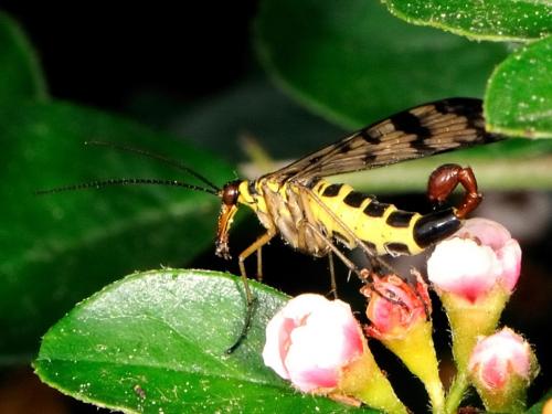 Panorpa vulgaris