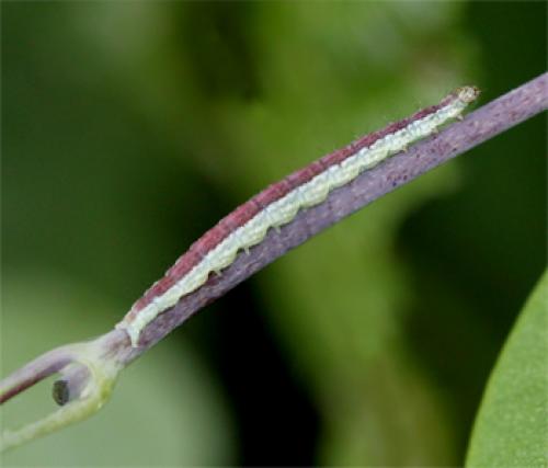 Ypsolopha dentella