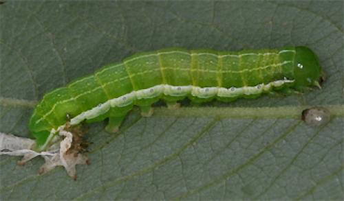 Réf. 70 181 : Orthosia gothica