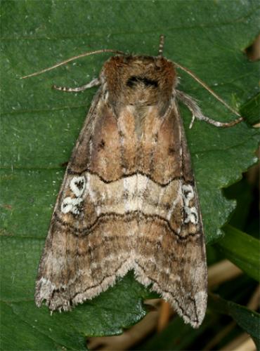 Réf. 70 933 : Tethea ocularis