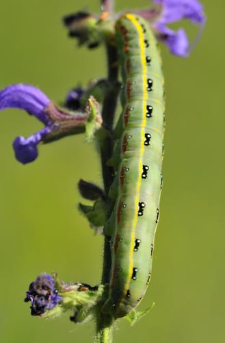 Xylena exsoleta