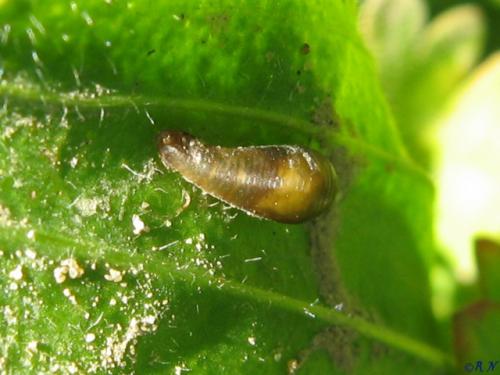 Episyrphus balteatus