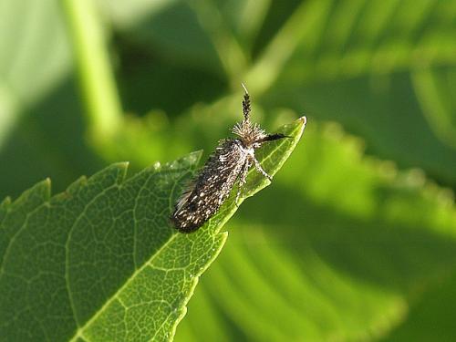 Ochsenheimeria taurella