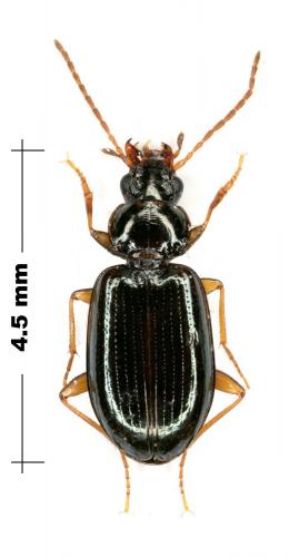 Ocys quinquestriatus