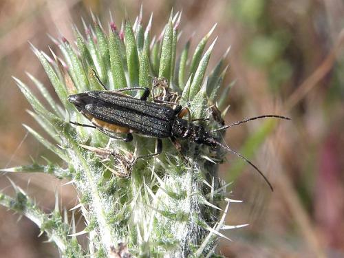 Oedemera flavipes