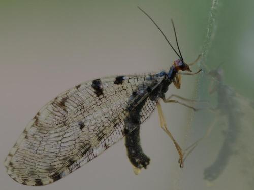 Réf. 70 962 : Osmylus fulvicephalus