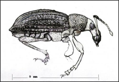 Otiorhynchus sulcatus