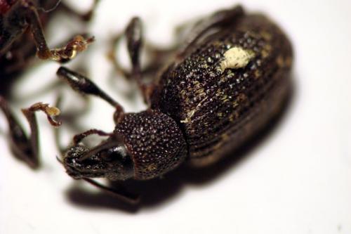 Otiorhynchus sulcatus