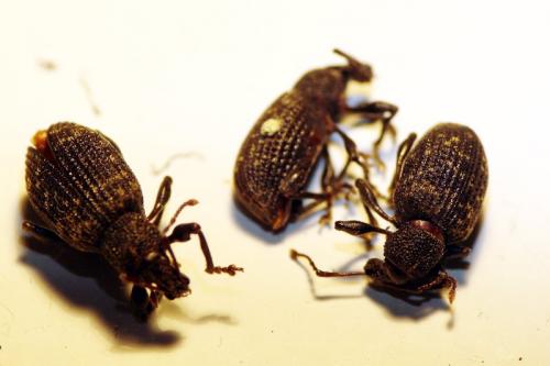 Otiorhynchus sulcatus