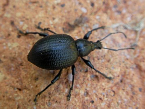 Réf. 70 498 : Otiorhynchus morio