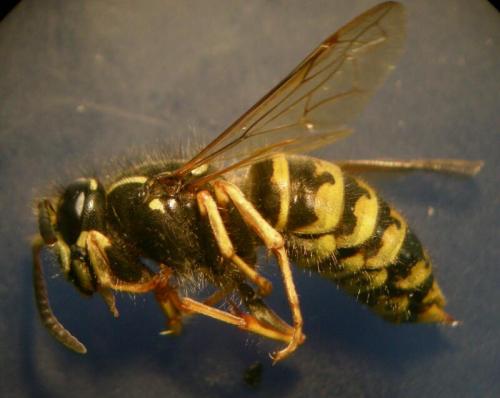 Réf. 70 628 : Dolichovespula saxonica