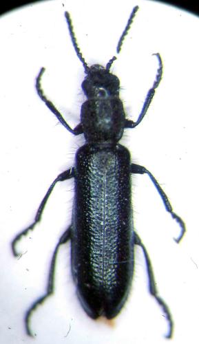 Réf. 70 777 : Psilothrix severa
