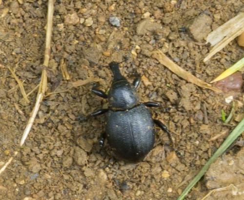 Liparus sp.