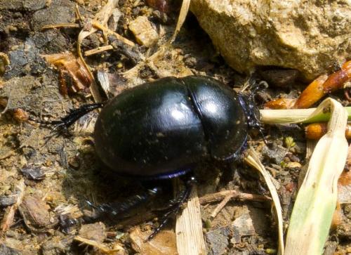 Réf. 70 076 : Trypocopris vernalis