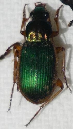 Chlaenius sp.
