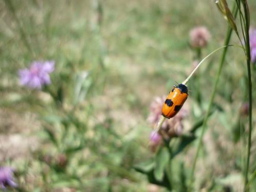 Clytra sp.