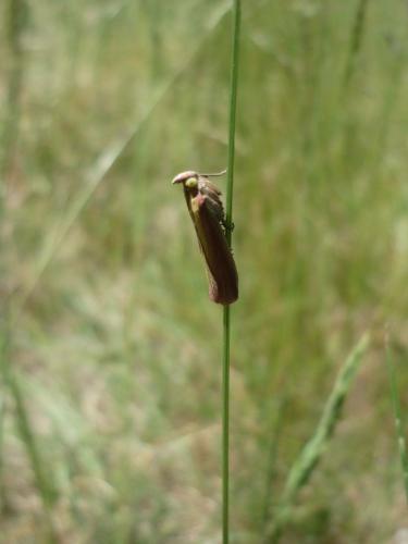 Réf. 70 887 : Oncocera semirubella