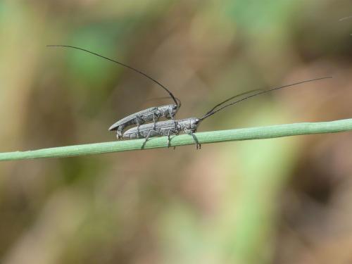 Réf. 70 406 : Calamobius filum