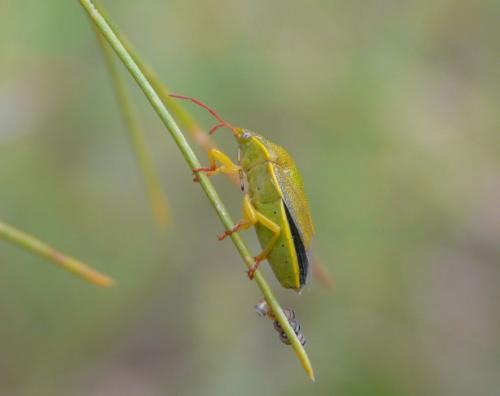 Piezodorus lituratus