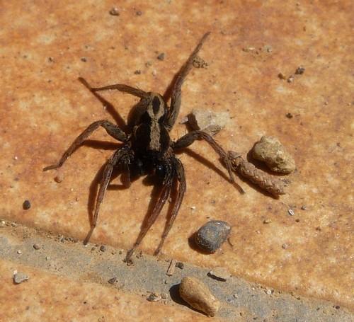 Alopecosa albofasciata