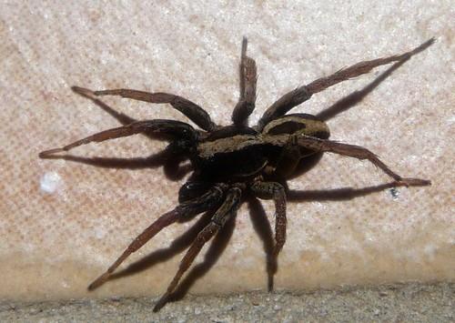 Alopecosa albofasciata