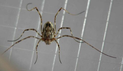Réf. 70 190 : Platybunus pinetorum