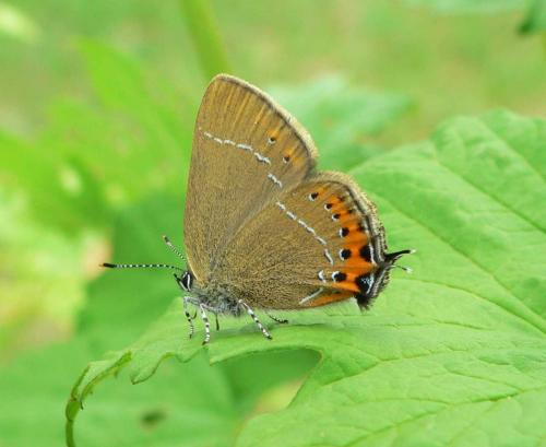 Réf. 70 060 : Satyrium pruni