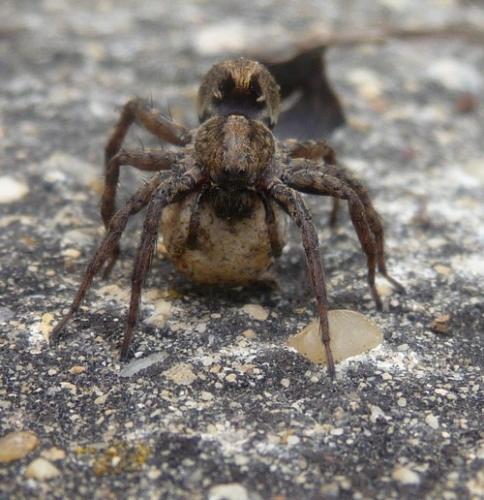 Alopecosa albofasciata