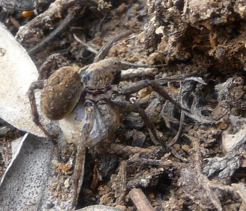 Alopecosa albofasciata