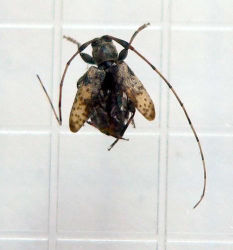 Leiopus femoratus