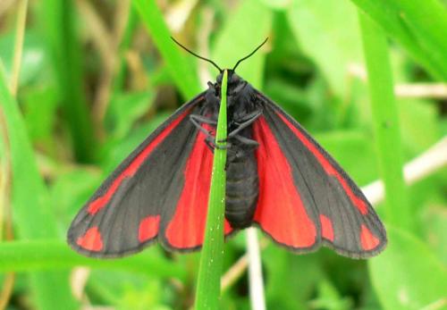 Tyria jacobaeae