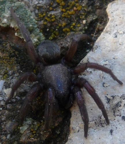 Scotophaeus sp.
