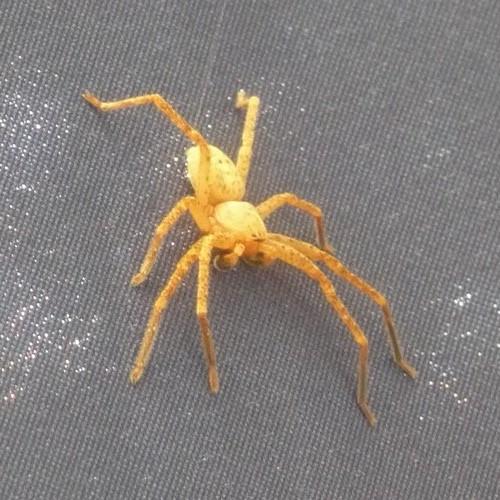 Réf. 70 535 : Olios argelasius