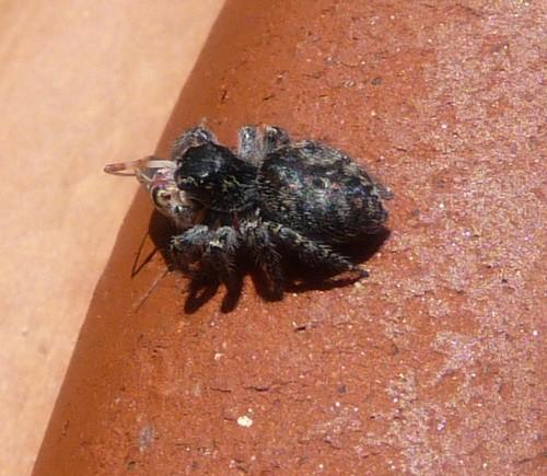 Carrhotus xanthogramma