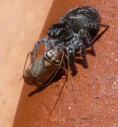 Carrhotus xanthogramma