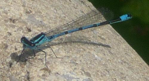 Coenagrion puella