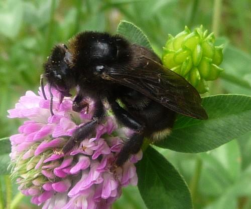 Réf. 70 277 : Bombus sp.