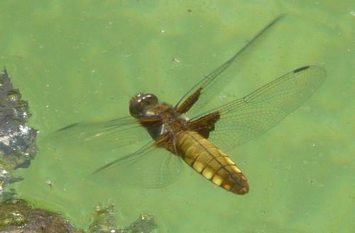 Libellula depressa