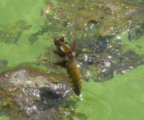 Réf. 70 280 : Libellula depressa