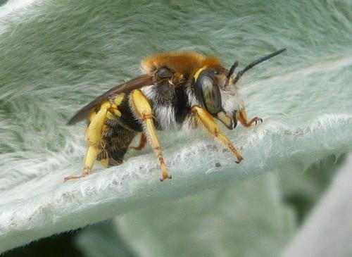Réf. 70 383 : Anthidium sp.